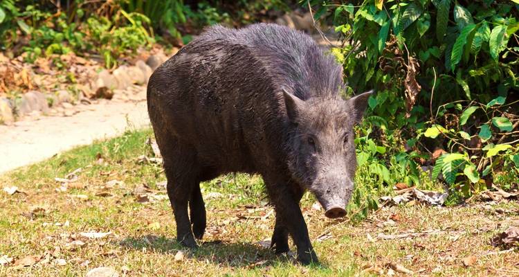 Ein Wildschwein, das auf einem sonnigen Weg mit Grün ringsum wandelt.