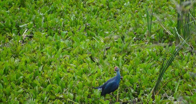 Ein kleiner Vogel, der durch ein Feld mit grünen Pflanzen läuft.
