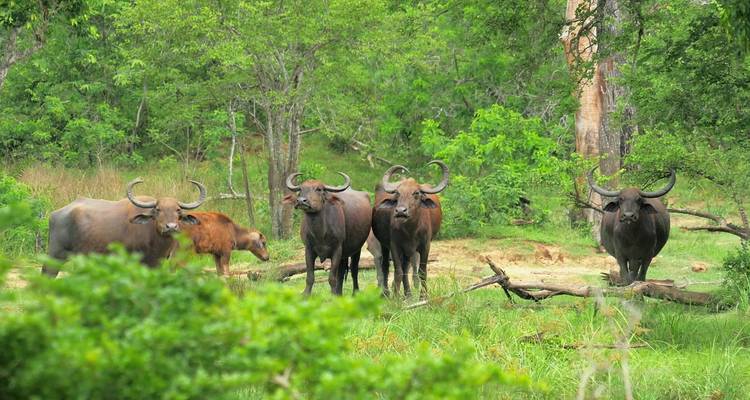 Un groupe de buffles se tenant en alerte dans une zone herbeuse avec des arbres.