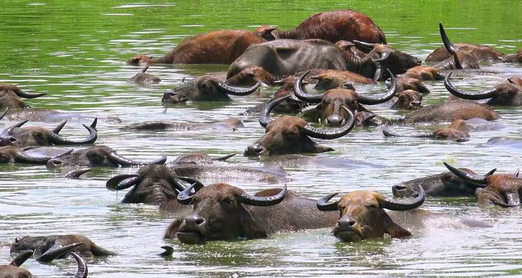 Buffles pataugeant et nageant dans un plan d'eau.