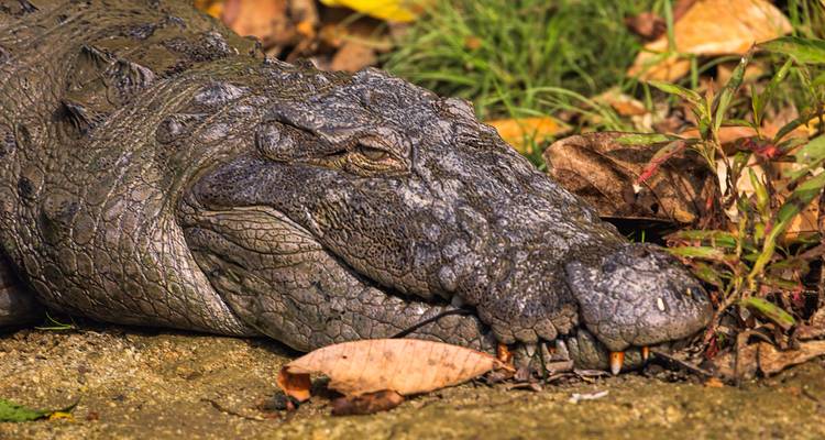Un crocodile se reposant parmi les feuilles d'automne tombées dans un cadre naturel.