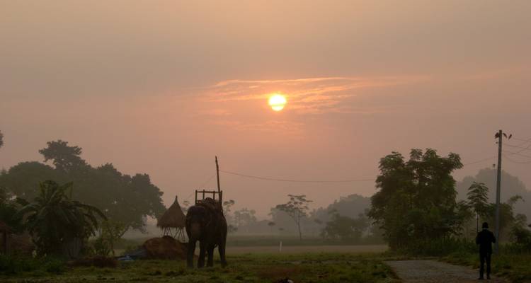 Elephant walking at sunrise in a misty landscape.