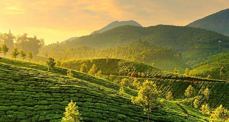 El Triángulo de Oro y la Dichosa Kerala - Kerala Holiday Club 10