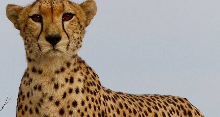 5-Day Serengeti, Ngorongoro Crater & Lake Manyara by Air - Professional Safari Africa 1