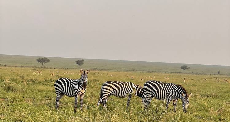 5-Day Serengeti, Ngorongoro Crater & Lake Manyara by Air - Professional Safari Africa 4