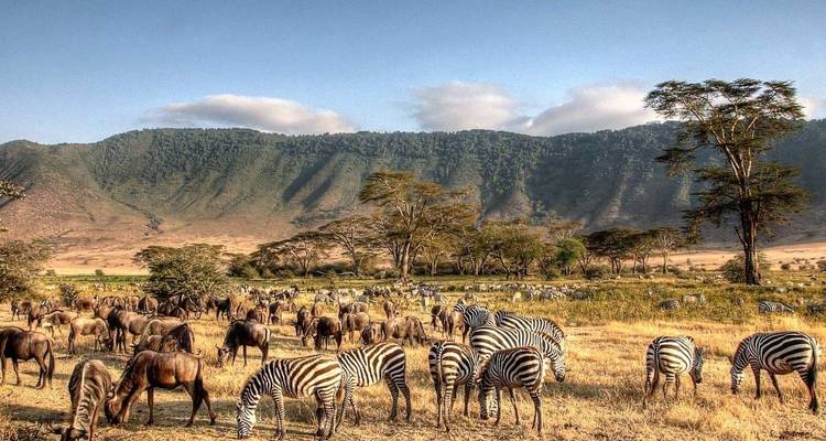 Zebras und Gnus, die mit Bergen im Hintergrund grasen.