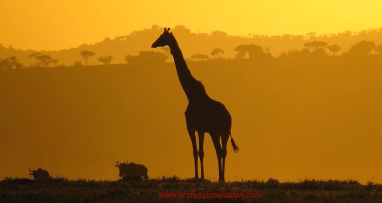 Namibie, Delta de l'Okavango et Chutes Victoria - Professional Safari Africa 4