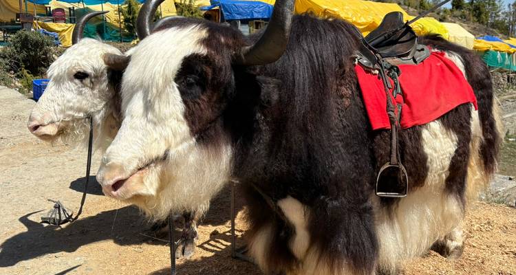 Gros plan de deux yaks décorés avec des selles attendant des cavaliers dans l'Himalaya.
