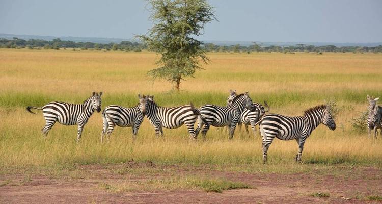 4 jours | 3 nuits en Tanzanie en rejoignant un groupe - Expeditions Gateways 10