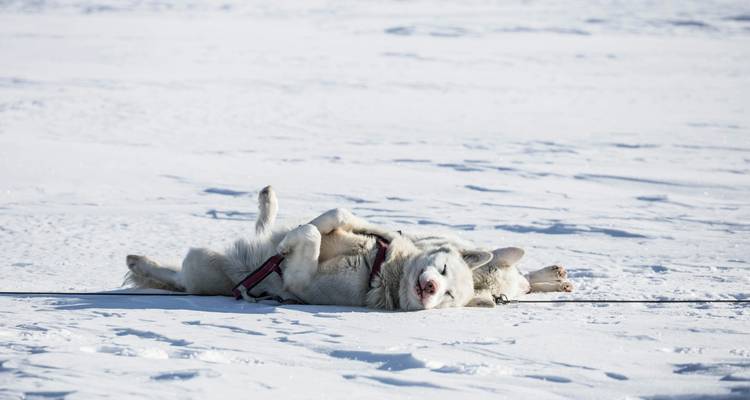 Circumnavigation autour du Svalbard - L'expédition ultime (13 jours) - Hurtigruten 3