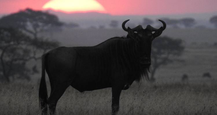 A silhouette of a wildebeest against a red sunset.