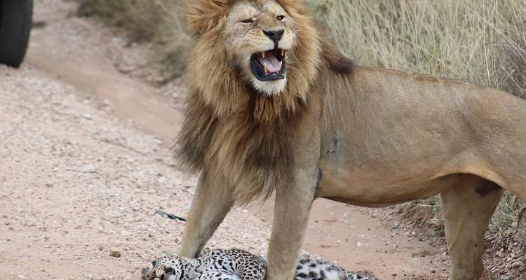A lion standing over its prey on a dirt road.