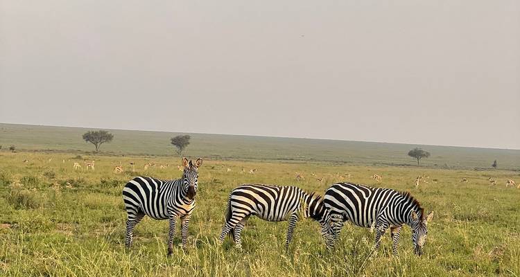 Zebras grazing in a vast field with hills in the distance.