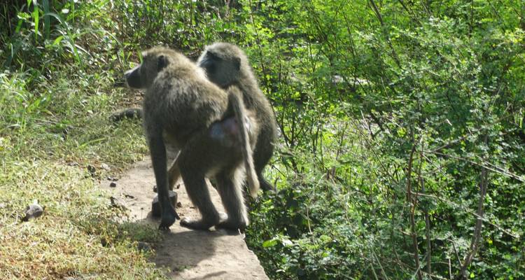 Montañas de ensueño en Tanzania: el Monte Meru y el Kilimanjaro. Y muchos animales salvajes. - ThomasWilkenSuedamerikatours 2