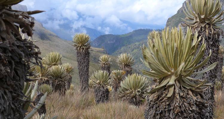 Trekking and Mountains in Colombia - Paramos - Los Nevados - Ciudad Perdida - ThomasWilkenSuedamerikatours 1