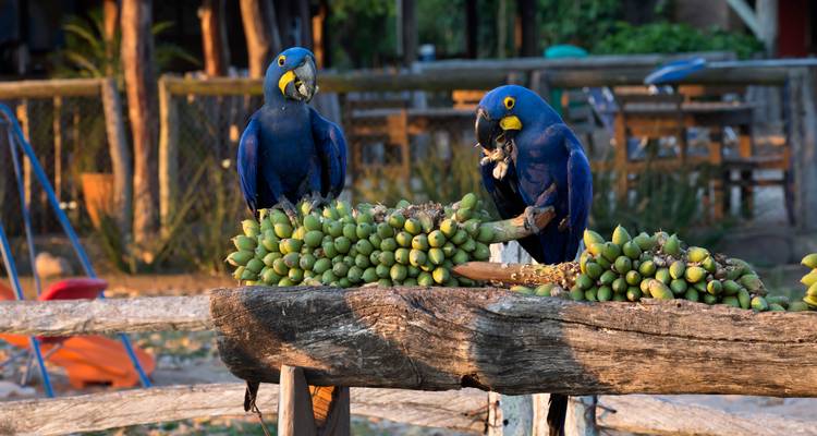 Trilogía Exótica: Río, Cataratas de Iguazú y Amazonas (incl. vuelos nacionales) - ETours Brazil DMC 7