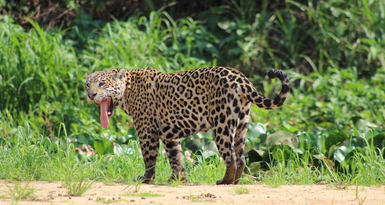 Northern Pantanal Roundtrip - ETours Brazil DMC 3