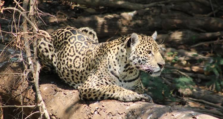 Northern Pantanal Roundtrip - ETours Brazil DMC 4