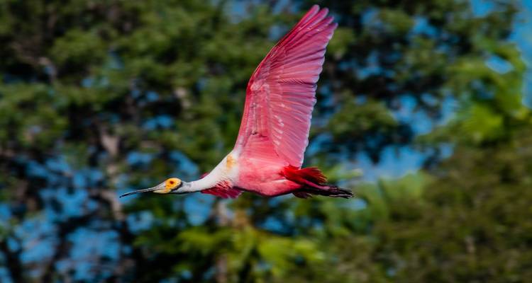 Northern Pantanal Roundtrip - ETours Brazil DMC 8