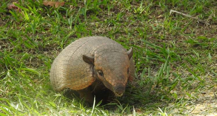 Northern Pantanal Roundtrip - ETours Brazil DMC 9