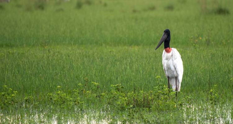 Northern Pantanal Roundtrip - ETours Brazil DMC 10