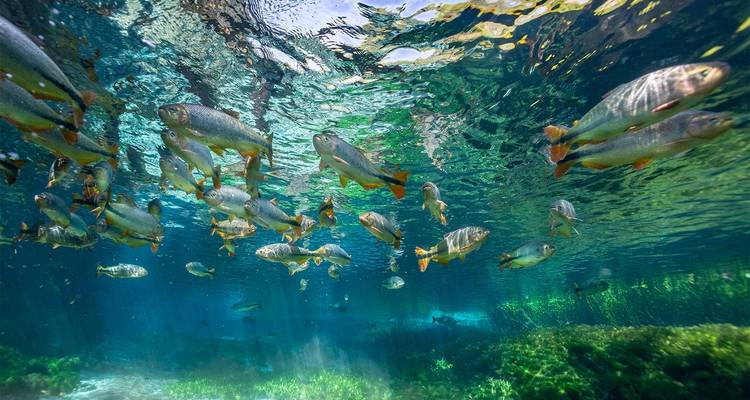 Northern Pantanal Roundtrip - ETours Brazil DMC 6