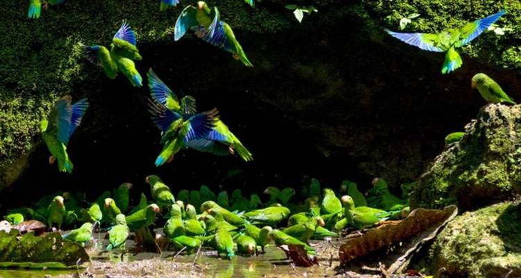 7 jours d'aventure en kayak avec la tribu Waorani - Responsible Travel South America 4