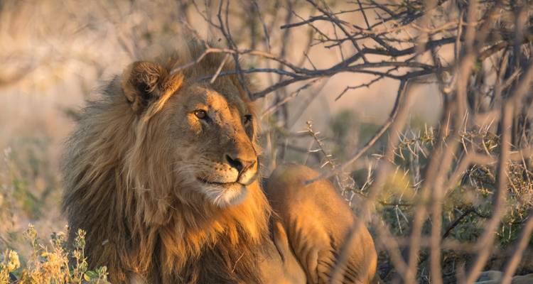 Namibia y Ciudad del Cabo: La aventura del Glamping se une a una escapada urbana - journaway 9