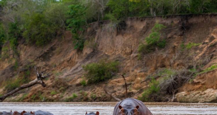 Here's the Dutch translation:

"Nijlpaard dat uit het water opkomt tegen de achtergrond van een rivieroever."