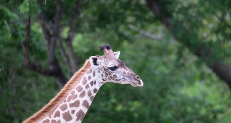 Close-up van een giraffe met een weelderige groene achtergrond.