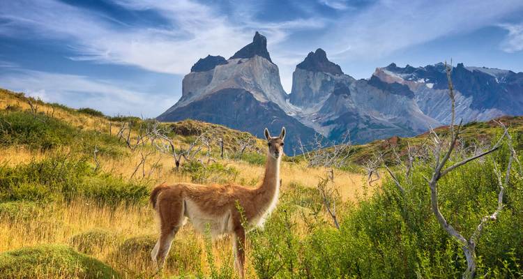 Guanako vor einer Bergkette in einem grasbewachsenen Gebiet.