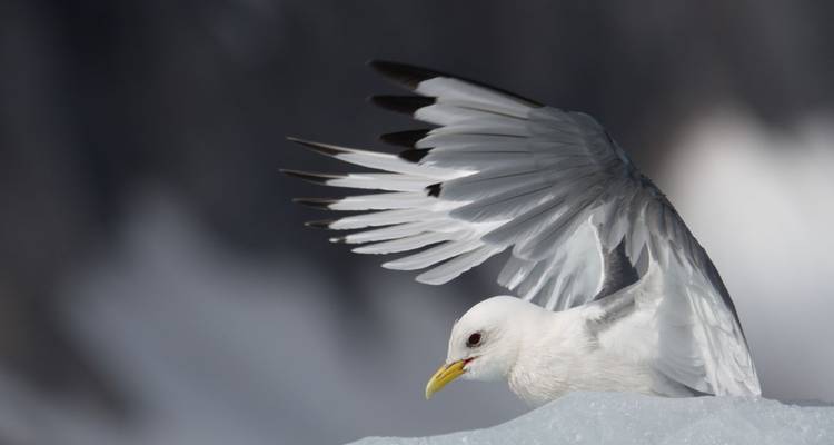 Circunnavegación germanófona de Spitsbergen - DIAMIR Erlebnisreisen 5