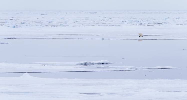Circunnavegación germanófona de Spitsbergen - DIAMIR Erlebnisreisen 1
