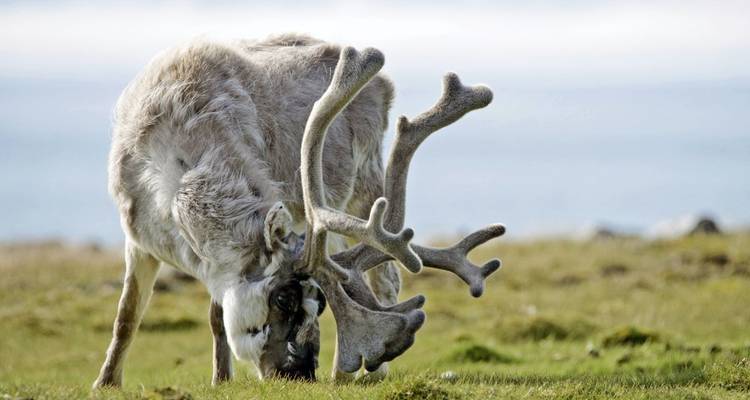 Circunnavegación germanófona de Spitsbergen - DIAMIR Erlebnisreisen 2