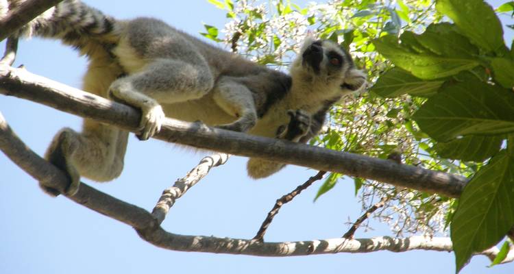 Madagascar - Le continent perdu - Penguin Travel 1