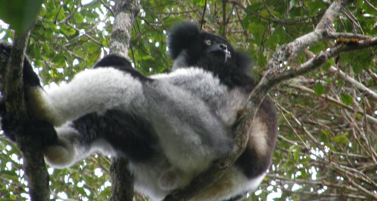 Madagascar - Le continent perdu - Penguin Travel 2