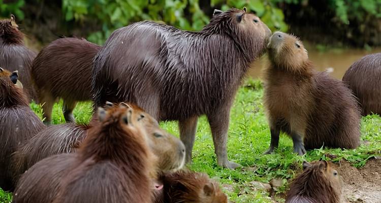 Grupo de capibaras mojados reunidos en la orilla del río cubierta de pasto después de la lluvia