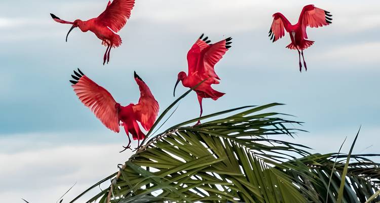 Pájaros ibis escarlata en vuelo sobre frondas de palmera contra un cielo pálido