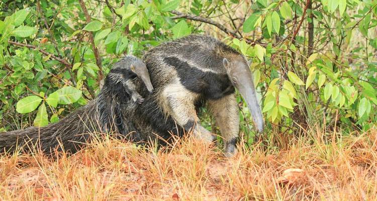 Dos osos hormigueros gigantes buscan comida en el pasto rojizo junto a arbustos verdes y exuberantes en un entorno de sabana tropical.