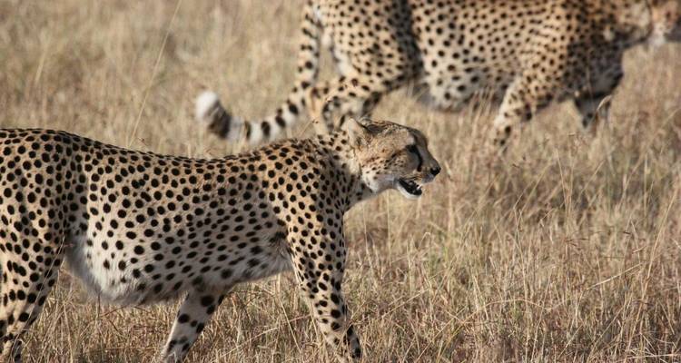 Exotic East African Adventure 7 Days/6 Nights - Across Africa Tours & Travel 6