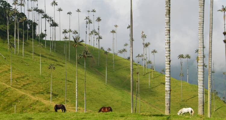 4 días en Colombia-Quindío: Esencia del Eje Cafetero - Responsible Travel South America 2