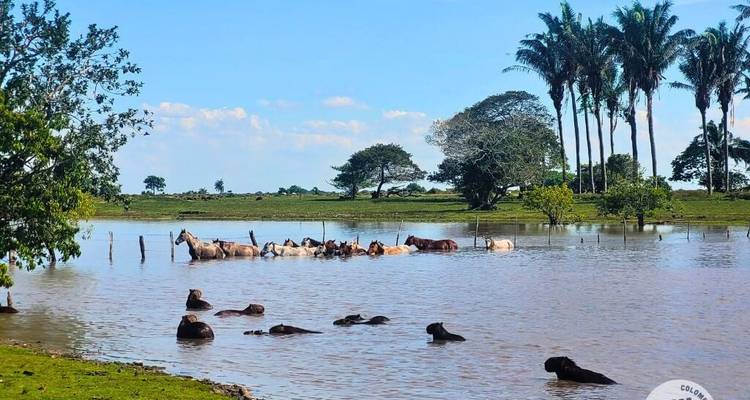 Horses standing chest-deep in a flooded savanna with tall palms and cattle under a bright Colombian sky.