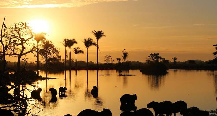 Silhouettes of capybaras wading in shallow water beneath a golden sunrise among palm trees.