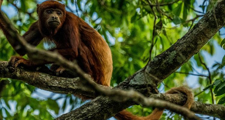 Close-up of a red howler monkey perched alertly on a tree branch amid dense green foliage.