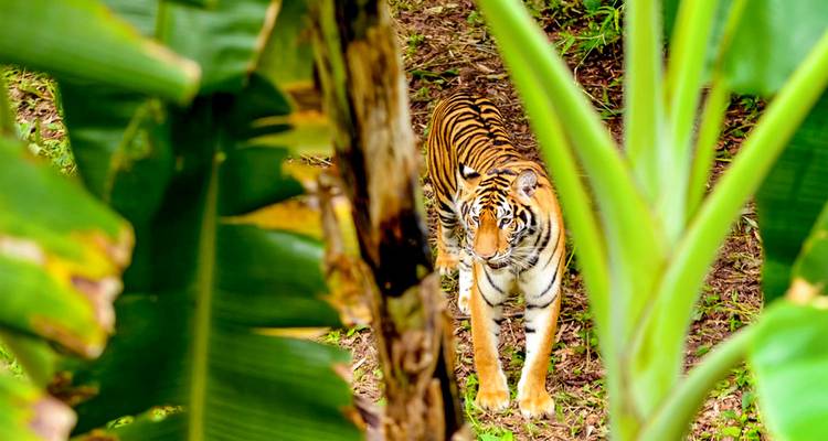 5 jours d'excursion sur mesure au Bangladesh avec faune et flore, départ quotidien et guide privé - Agate Travel 2