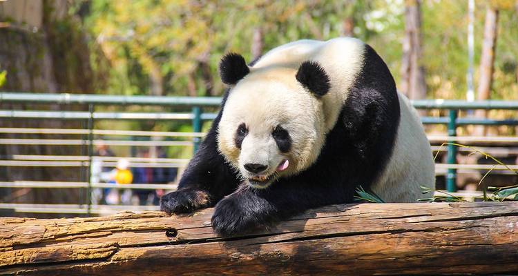 Circuito de 9 días por los Paisajes de China: Grupo reducido de lujo y hoteles de 5 estrellas - TravelChinaGuide 7