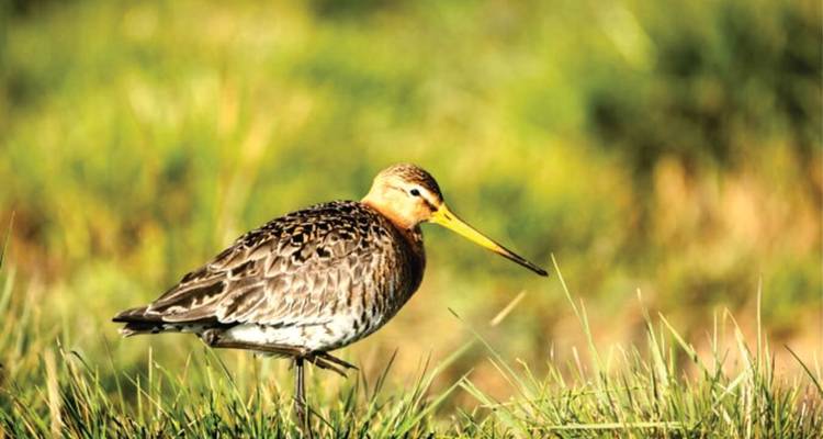 Safari aventure de luxe de 7 jours au Kenya (avec un guide expert gratuit pour la faune et la flore) - Bonvoyage Kenya Safaris 2