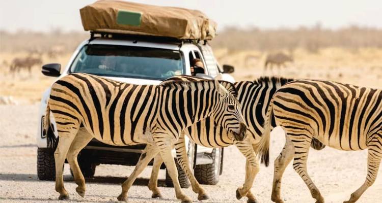 Safari aventure de luxe de 7 jours au Kenya (avec un guide expert gratuit pour la faune et la flore) - Bonvoyage Kenya Safaris 3