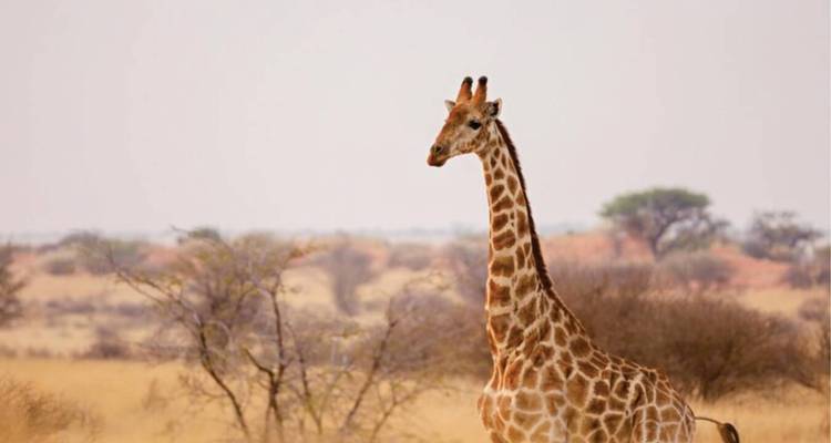 Safari aventure de luxe de 7 jours au Kenya (avec un guide expert gratuit pour la faune et la flore) - Bonvoyage Kenya Safaris 6