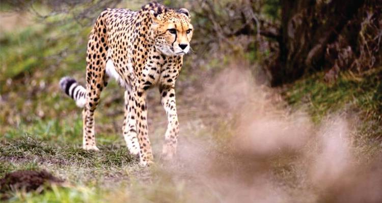 Safari en avion abordable de 4 jours dans le Masai Mara (au départ de l'aéroport de Nairobi) - Bonvoyage Kenya Safaris 3